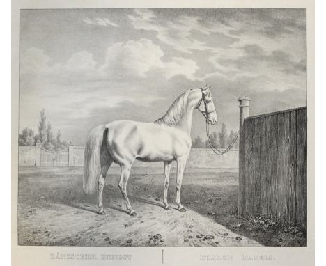 Kuntz, R.: "Barbarische Pferde - Chevaux Barbes" - "Dänischer Hengst - Etalon Danois". 2 Lithographien aus "Abbildungen saemm