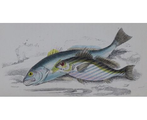 Hamilton,R.: A history of british fishes. 2 Bde. London, Allen &amp; Co. (1876?). Mit 68 kolor. gest. Taf. sowie 2 gest. Port