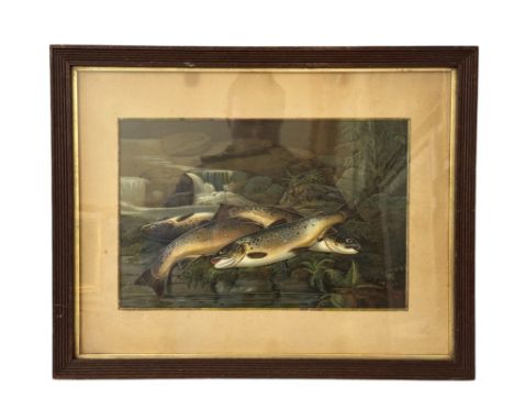 A 19th century chromolithograph of four trout by the river, signature and date '1880' in print lower right, 23 x 36 cm, mount