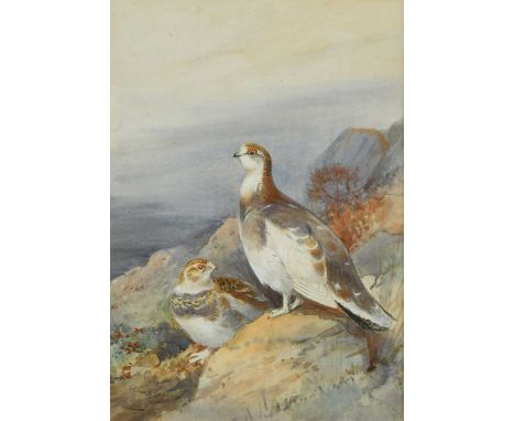 § Roland Green (1890-1972) Grouse on a hillsidesigned 'Roland Green' (lower left)watercolour heightened with white on paper37