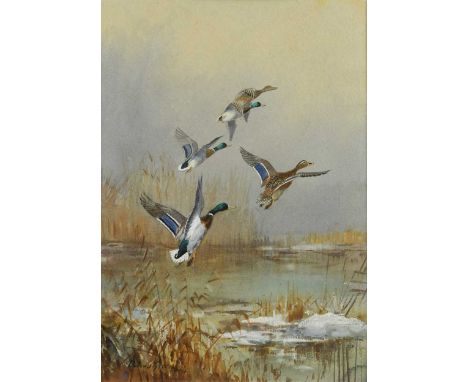 § Roland Green (1890-1972) Mallards in flightsigned 'Roland Green' (lower left)watercolour on paper35.5 x 25cmFramed 58 x 46c