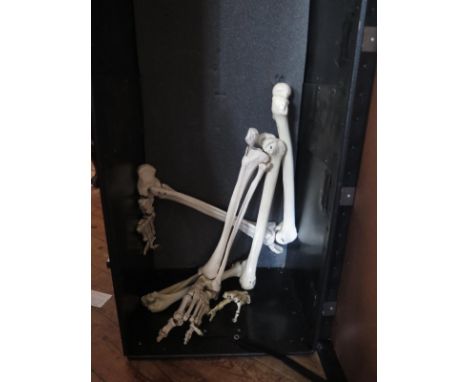 A Trunk/Carry Case with part of a Scientific Skeleton inside (legs)