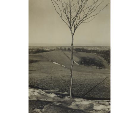 Albert Renger-Patzsch, Das BäumchenVintage, Gelatinesilberabzug auf Kodak-Royal-Papier. 53,3 x 38 cm (56,5 x 40,6 cm). Unter 