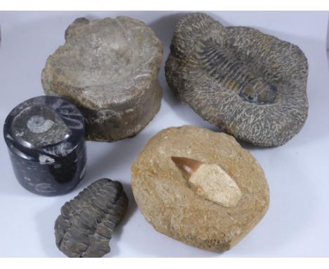 MISC. FOSSILS INC. FOSSILISED VERTEBRA, MOSASAUR TOOTH, POLISHED FOSSIL POT AND COVER AND 2 TRILOBITE