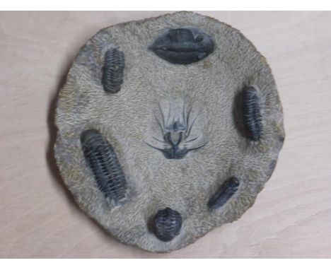 TRILOBITE, FOSSIL GROUP OF 7 SPECIES SET IN A SINGLE BOWL SHAPED MATRIX FOR DISPLAY
