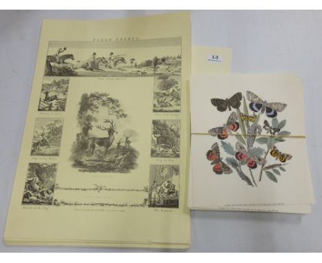 80 approx “Antique Print Gallery, London” reproduction Butterfly prints, each 11” x 9.5” & 10 “Field Sport” Prints 