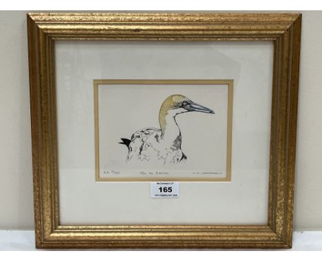FRENCH SCHOOL. 20TH CENTURY Fou de Bassan. Indistinctly signed and numbered 4/25. Coloured etching 5" x 6½"