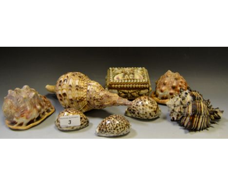 Conchology - a collection of shells;  a shell covered rectangular trinket box 