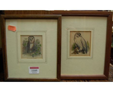 Assorted colour engravings of owls; together with a parrot print etc