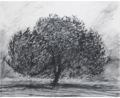 λ Richard Hoare (British b.1967)Holm Oak at Dusk - Quercus IlexCharcoal on paper66 x 80cm (25 x 31¼ in.)Provenance:Acquired d