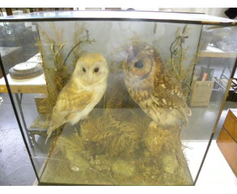 VINTAGE TAXIDERMY.  A TAWNY OWL AND A BARN OWL, REALISTICALLY MOUNTED IN EBONISED CASE, ON THE BACKBOARD PRINTED TRADE LABEL 
