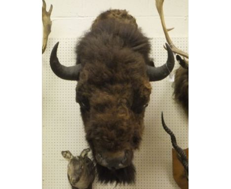 A stuffed and mounted North American Bison head CONDITION REPORTS Some fur loss and stitches to the neck very visible and see