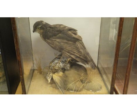 A mid 20th Century stuffed and mounted Sparrowhawk with Thrush prey set on a grassy covered rock set in a four sided glass di
