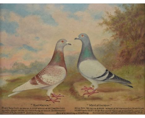 Andrew Beer (1862-1954) - Oil on board - Pigeon portrait - 'Red Hackle' and 'Maid of the Moor' with race history, signed and 