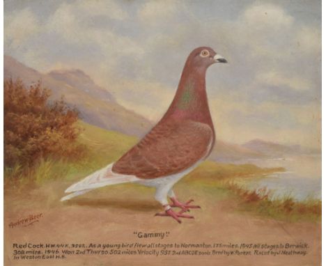 Andrew Beer (1862-1954) - Oil on board - Racing Pigeon portrait - 'Gammy' with race history, signed and dated 1946, 31.5cm x 