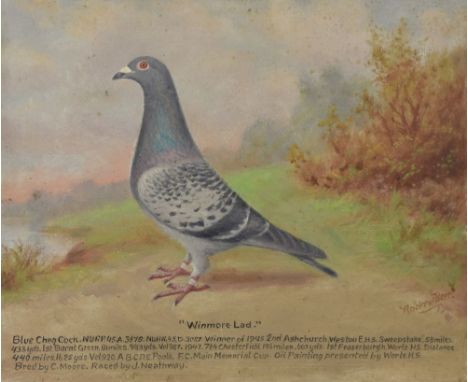 Andrew Beer (1862-1954) - Oil on board - Racing Pigeon portrait - 'Winmore Lad' with race history, signed and dated 1947, 31c