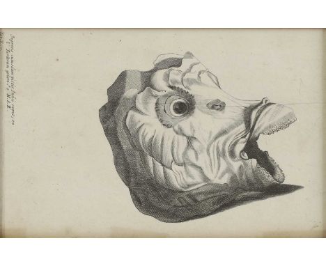 English School, 17th century Skull of a parrotfish engraving, inscribed 'Ingentis cuiusdam piscis Indici caput, an/E ‘Turdoru