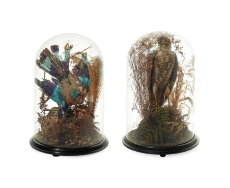 TWO VICTORIAN TAXIDERMY BIRD DISPLAYS AND DOMES 19TH CENTURY  the first with a goshawk, the other with a lilac-breasted rolle