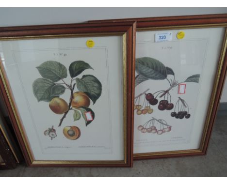 A selection of botanical prints