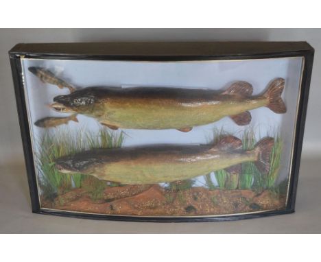 A Large Taxidermy Model of Two Pike with Perch within a Bow Glazed Case and inscribed 'River Kenner 1991' 120cms wide, 78cms 