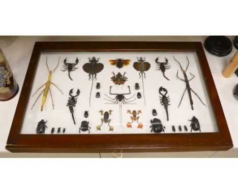 Entomology- a cased taxidermy display of tree frogs, scorpions, stick insects, beetles and flying lizards