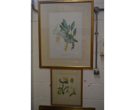A large botanical engraving and a small botanical watercolour.