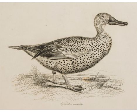 Illustrations of the Duck Tribe , 9 engraved plates  ( Sir   William)   Illustrations of the Duck Tribe ,  9 engraved plates,