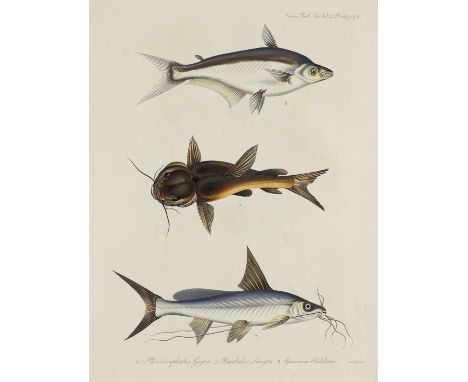 Zoologie - Ichthyologie - - W. H. Sykes. On the Fishes of the Dukhun. Aus: The Transactions of the Zoological Society of Lond