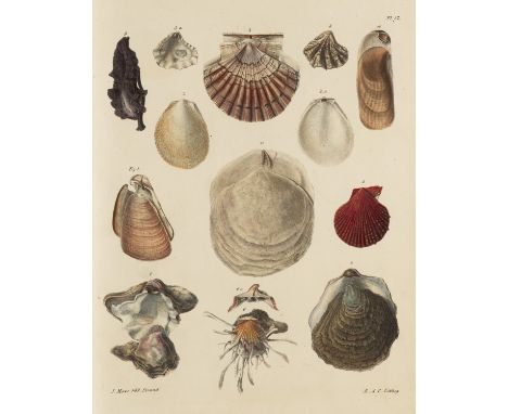 Zoologie - Conchologie - - Edmund A. Crouch. An Illustrated Introduction to Lamarck's Conchology. Mit 22 lithographierten und