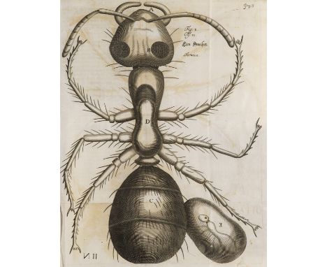 Mikroskopie - - Johann Franz Griendel von Ach. Micrographia nova: Sive nova &amp; Curiosa variorum minutorum corporum singula