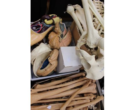 A part Skeleton, another and other model organs (3 boxes)