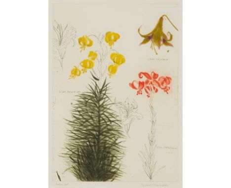 § DAME ELIZABETH BLACKADDER O.B.E., R.A., R.S.A., R.S.W., R.G.I., D.Litt (SCOTTISH 1931-) LILIUM Etching and aquatint, Printe