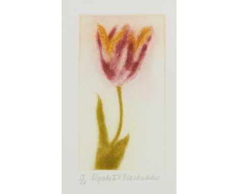 § ELIZABETH BLACKADDER O.B.E., R.A., R.S.A., R.S.W., R.G.I., D.Litt (SCOTTISH 1931-) TULIP, RED AND Etching with aquatint, 17
