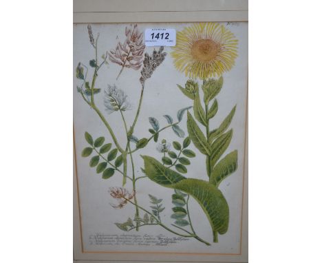 18th Century hand coloured botanical engraving, No. 565 together with a Vanity Fair Spy print