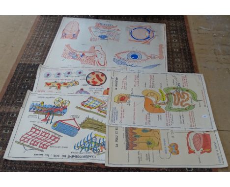 A large French Vintage double-sided anatomical poster, published by MDI, circa 1964, together with 4 similar coloured educati