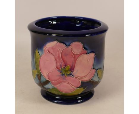Moorcroft Magnolia planter on blue . Height 13cm, diameter 13.5cm 
