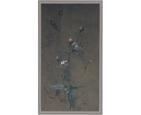 Edwin John Alexander - Botanical Seed Heads Study, late 19th/early 20th century watercolour with gouache, signed with initial