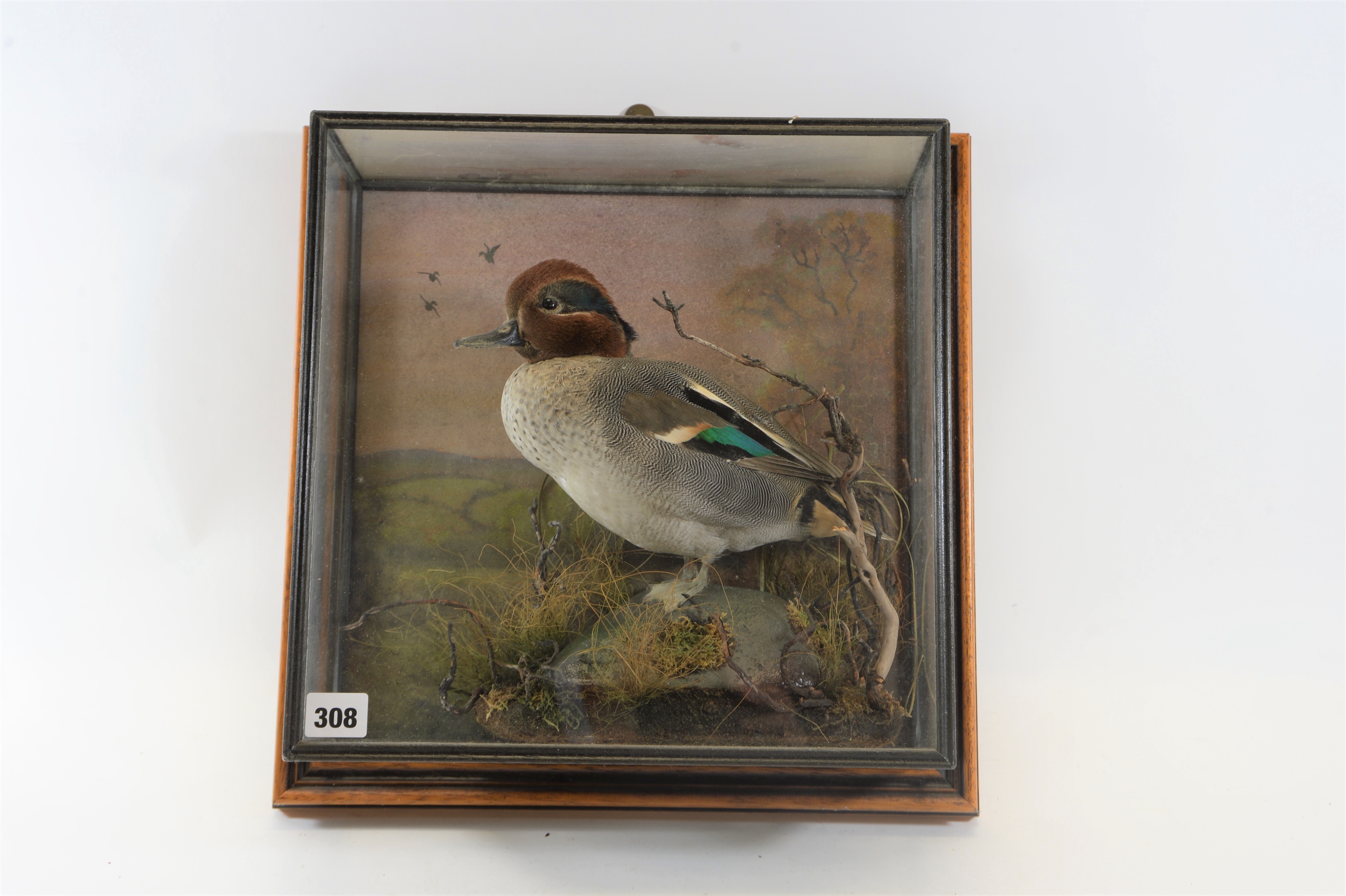 How to prepare an animal for taxidermy image