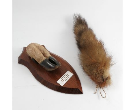 A taxidermy deer slot, mounted on an oak shield, with plaque D. & S.S.H. Found: White Chapel Taken: Slade Bridge 8 Sept 70, w