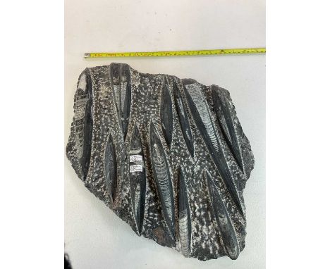 An Orthoceras fossil formation from the Devonian period reputedly from the Atlas mountains, approx 34 x 45cm