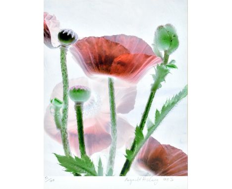 MARGARET HOCKNEY (20th century); pencil signed limited edition print depicting poppies, numbered 51/100, signed and dated 200