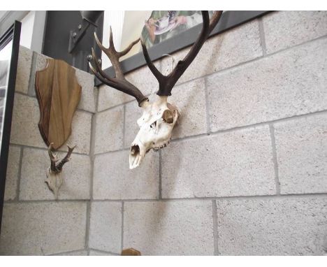 Taxidermy - A skull with antlers.