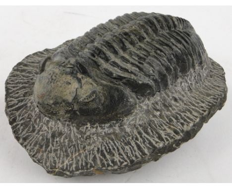 A Trilobite fossil, 
length 5.75".