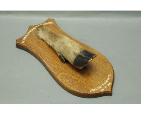 Taxidermy - Devon & Somerset Stag Hounds deer slot mounted on oak shield Molland Moor Gate 18/08/36,label verso Preserved & M