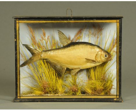 Taxidermy - Bream in 3 sided glass case with trade label verso F.W. Wilson, Established 1852, West Gate House, High Street, S