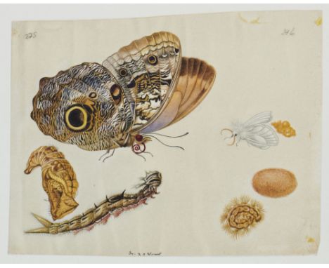 Schmetterlinge, Käfer und andere Insekten. Leningrader Studienbuch. Faksimile der Handschrift F Nr. 246 der Akademie der Wiss