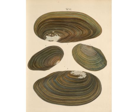 Zoologie - Conchologie - - Christoph Ludwig Pfeiffer. Naturgeschichte deutscher Land- und Süsswasser-Mollusken. 1.-3. Abtheil