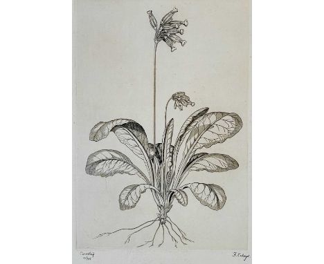 F GHEYS?Cowsliplimited edition etching No'd 40/45 together with another limited edition etching by the same hand titled Loch 
