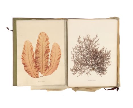 Folio of 24 Mounted Seaweed Specimens Attributed to Cook, James, c.1880, folio folder of mounted pressed seaweed titled, Beau