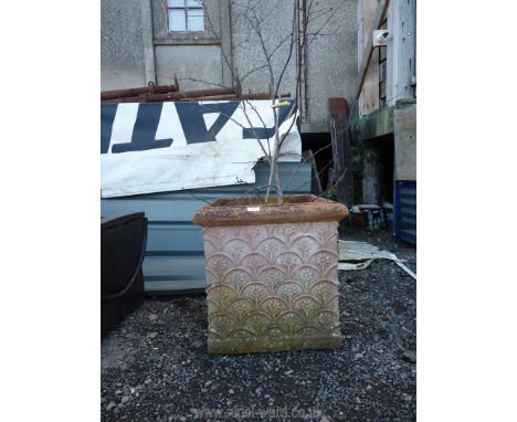 A shrub in a decorated terracotta planter.